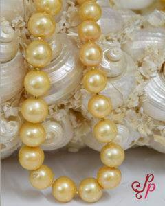 South Sea Look alike - Freshwater Pearl Set in Golden Colour Pearls