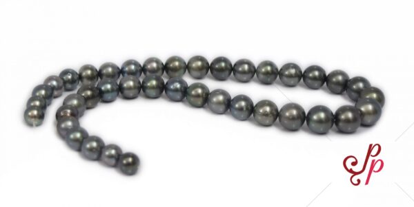 Graded dark grey tahitian pearl necklace 10mm to 14mm - AAA Quality