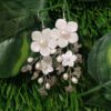 Lovely Pearl Earrings Featuring Mother Of Pearl Flowers & Grey Quartz-1
